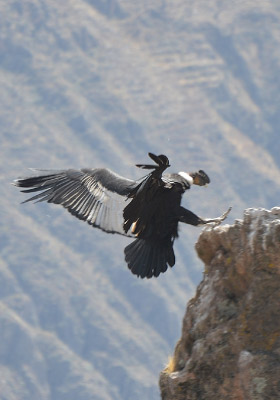 canon del colca 2d 1n preview