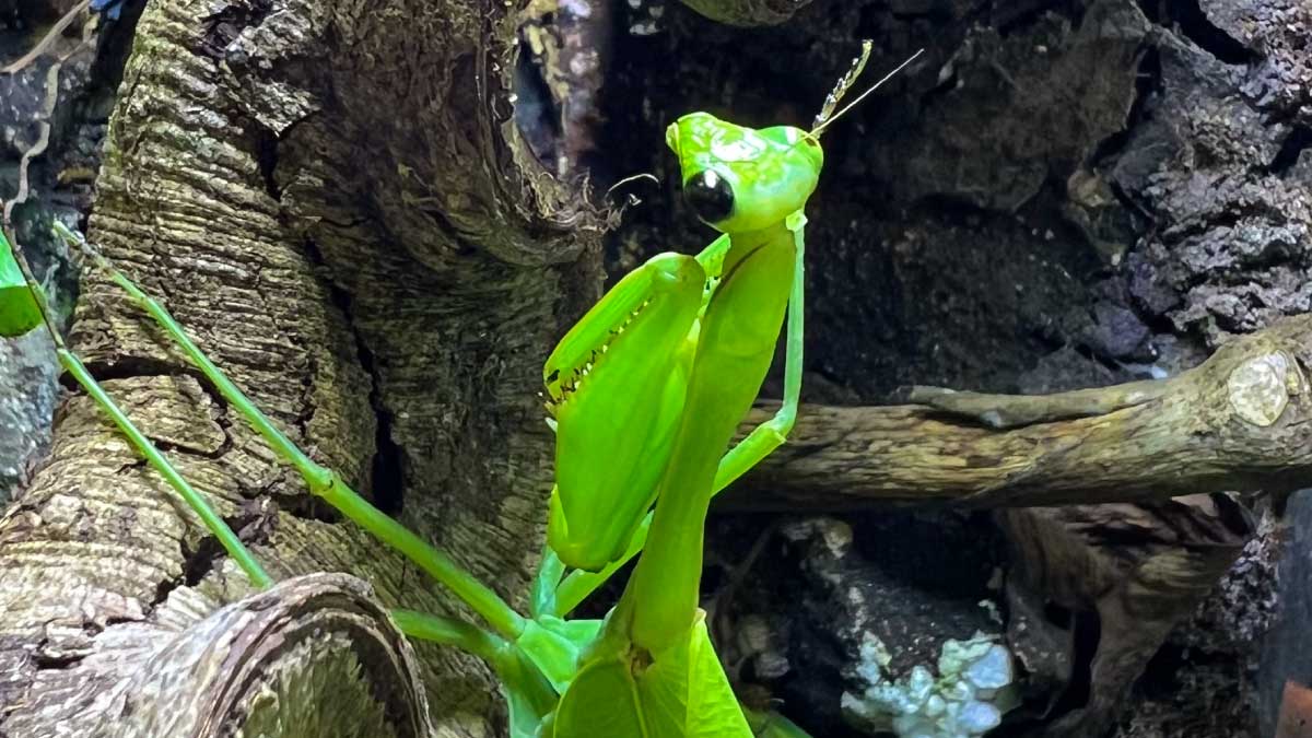 guia interactiva artrotheca morphoteca animales exoticos y mariposario 1d5via