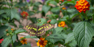 guia interactiva morphoteca mariposario en lima thumb_landscape