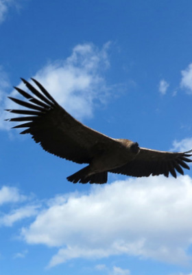 2d 1n canon del colca mirador del condor preview