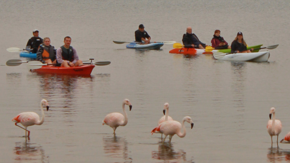 rutas eco amigables en kayaks y paddles por la reserva natural de paracas dc9321