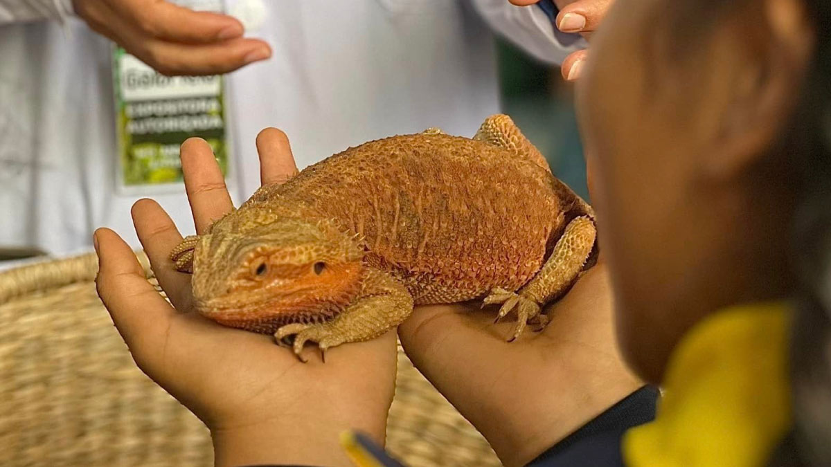 guia interactiva artrotheca morphoteca animales exoticos y mariposario hhfsje