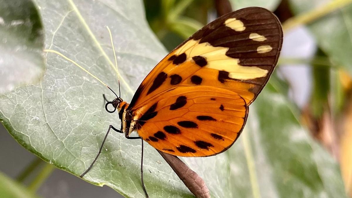 guia interactiva morphoteca mariposario en lima holgze