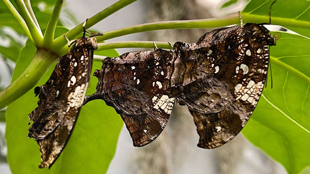 guia interactiva morphoteca mariposario en lima k45e2y