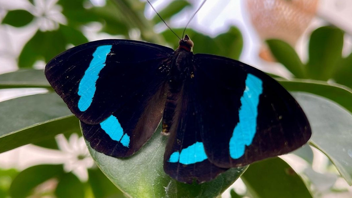 guia interactiva morphoteca mariposario en lima l3as0w