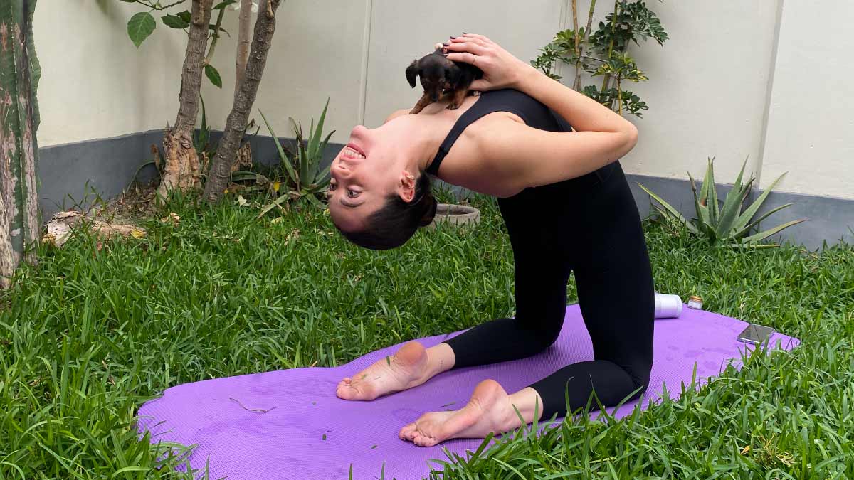 clase de yoga con perritos mivr7u