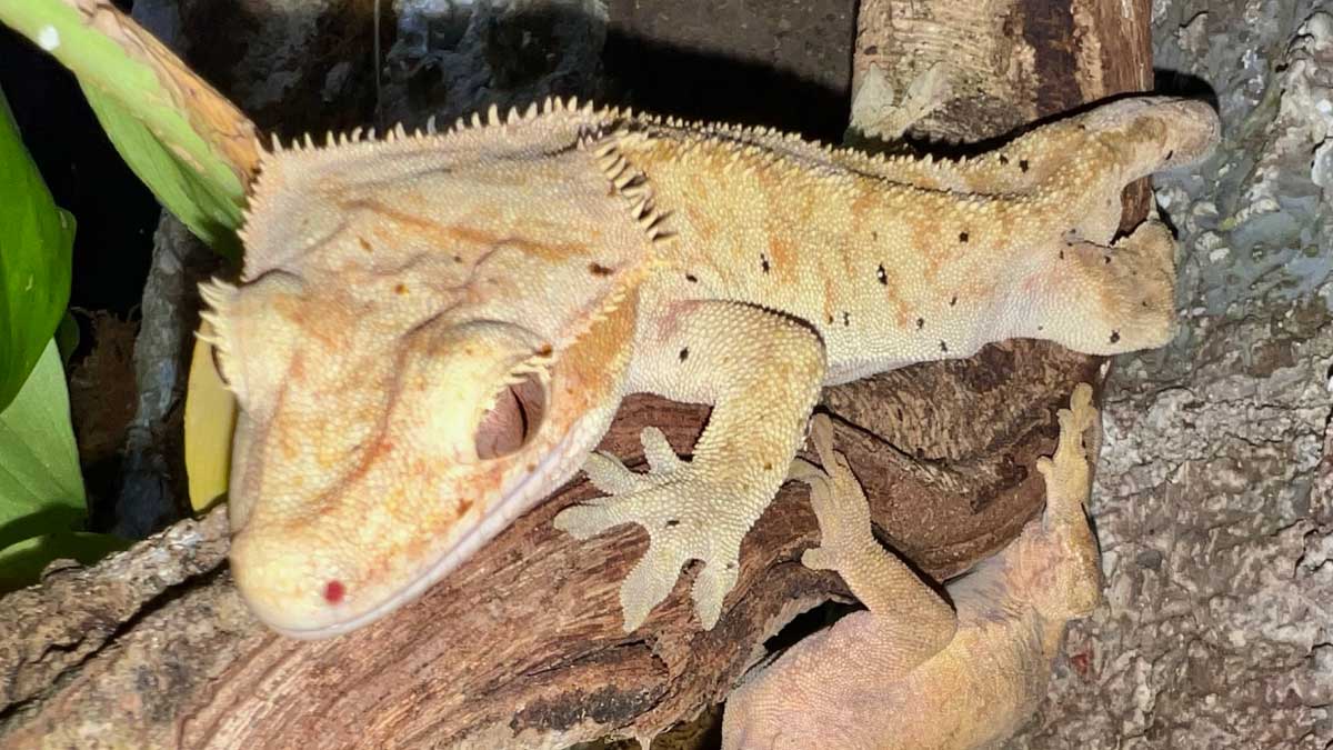 guia interactiva artrotheca morphoteca animales exoticos y mariposario mmhi0v