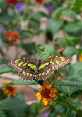 guia interactiva morphoteca mariposario en lima thumbnail