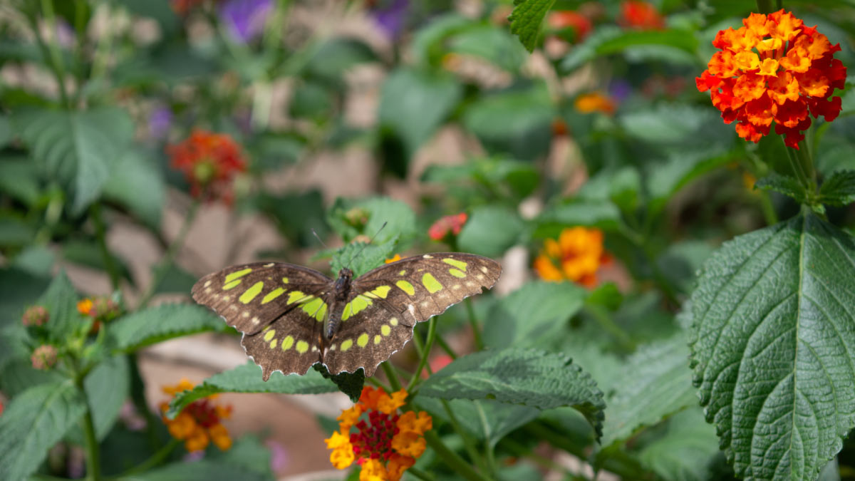 guia interactiva artrotheca morphoteca animales exoticos y mariposario pr8va1