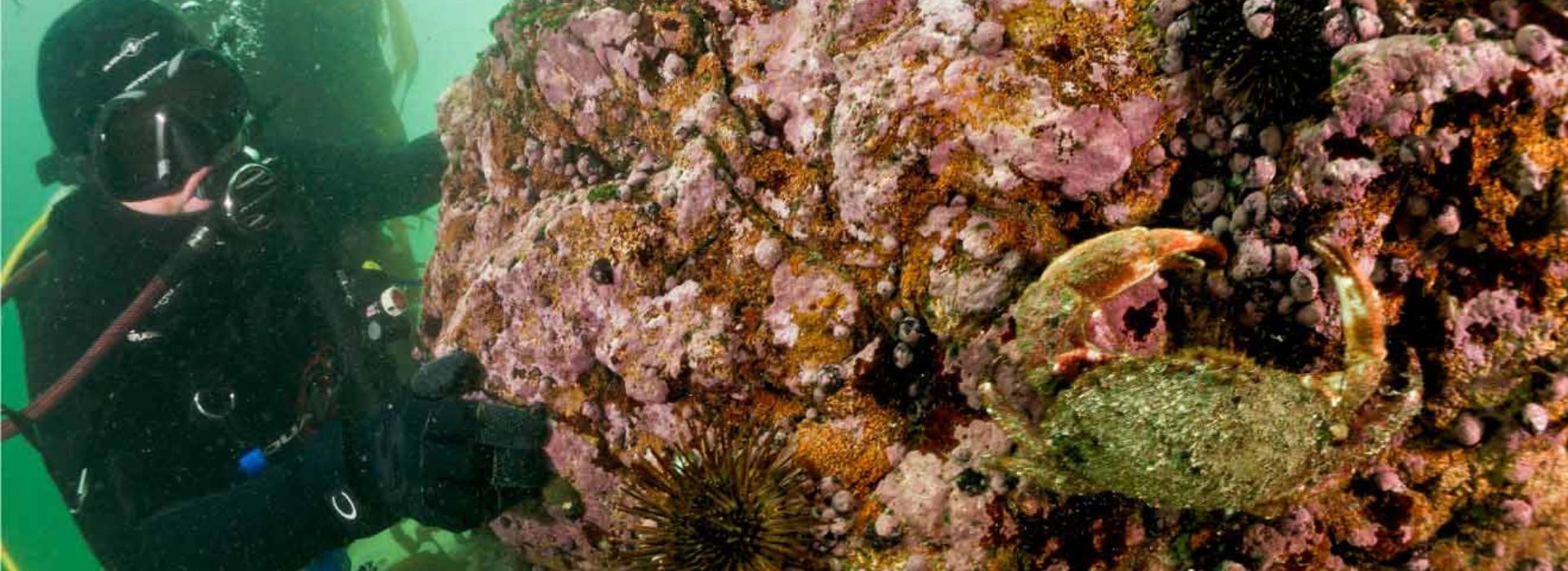 tu primera experiencia de buceo header