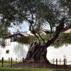 Parque Olivar: Olivo de más de 300 años