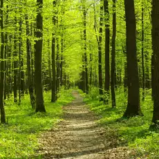 bosque