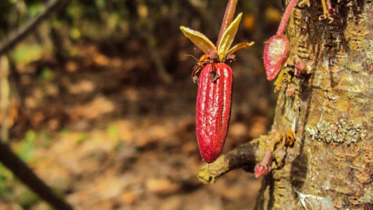 tarapoto y sus aromas vzce74