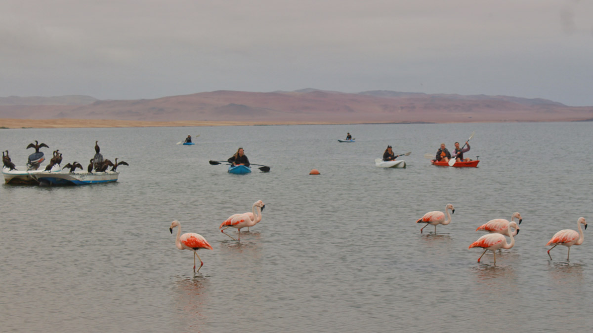 rutas eco amigables en kayaks y paddles por la reserva natural de paracas wk6fnw