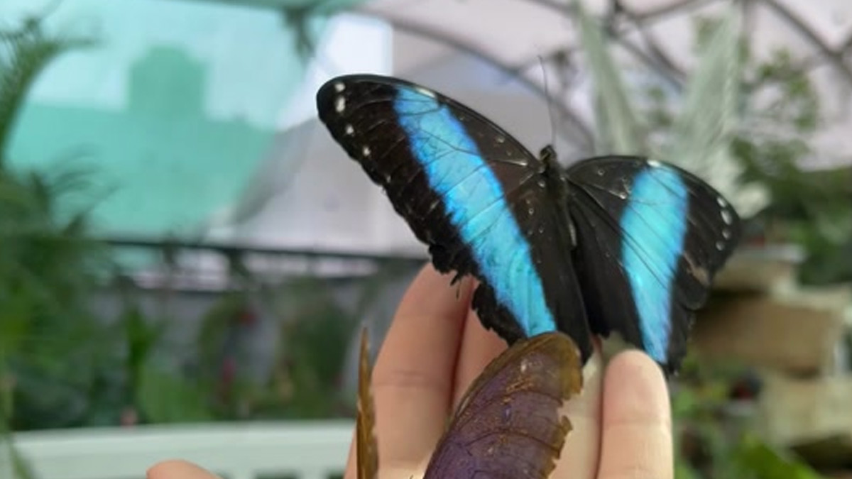 guia interactiva morphoteca mariposario en lima yql4li