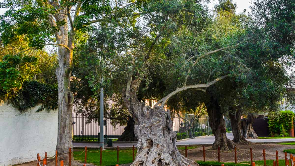 parque olivar: olivo de más de 300 años 0