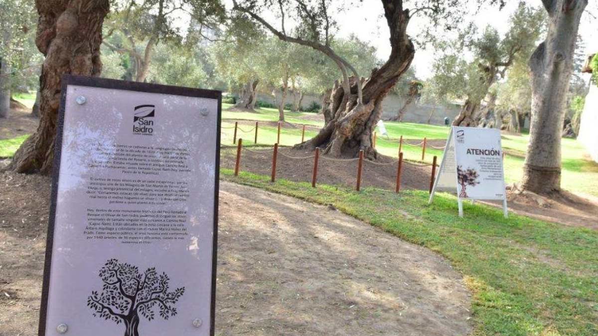 parque olivar: olivo de más de 300 años 0