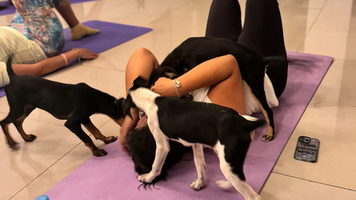clase de yoga con perritos 0